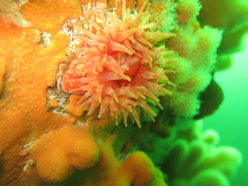 Nord&Ne, Salstraumen, Norwegen