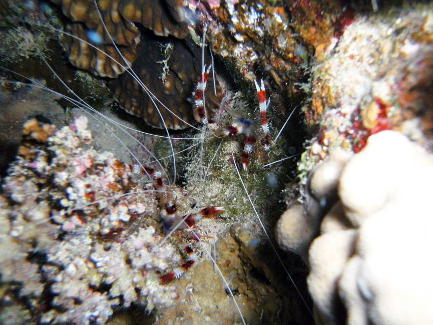 Mangrove Bay, Mangrove Bay  Hausriff,Mangrove Bay,El Quseir,Ägypten,gebänderte Scherengarnelen