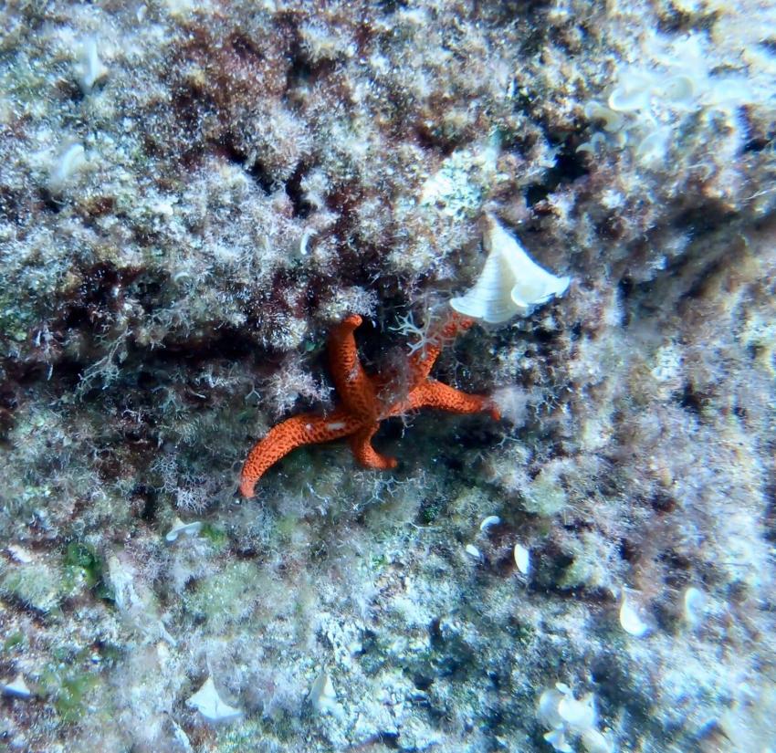 Abyss Diving Club, Qawra, Malta, Malta - Hauptinsel