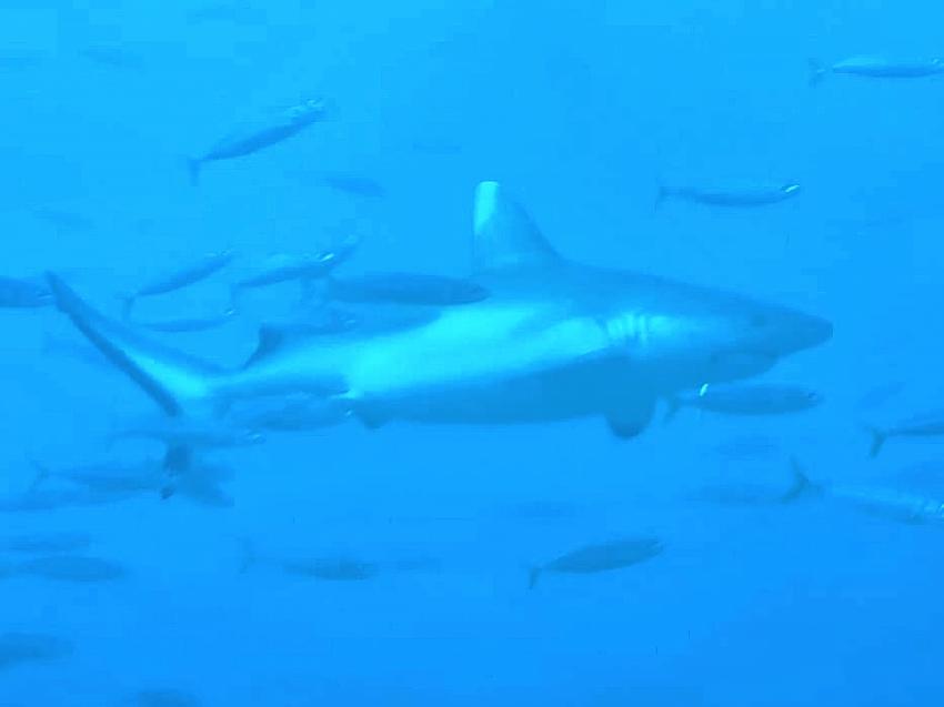 cute girl, DivePoint Rannalhi, Malediven