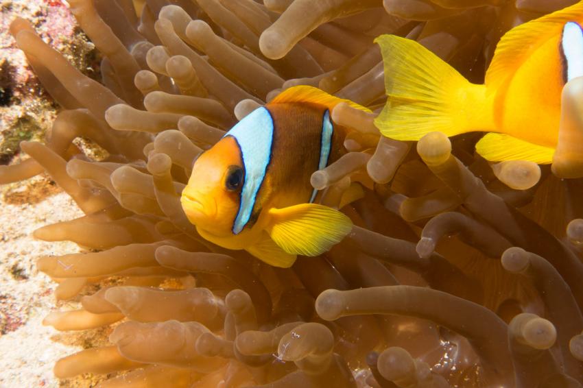 Nemos gibt es an fast jedem Tauchplatz, diving.DE Flamenco, Ägypten, El Quseir bis Port Ghalib