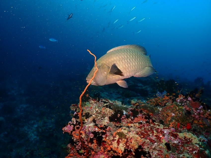 DivePoint Guraidhoo, Malediven