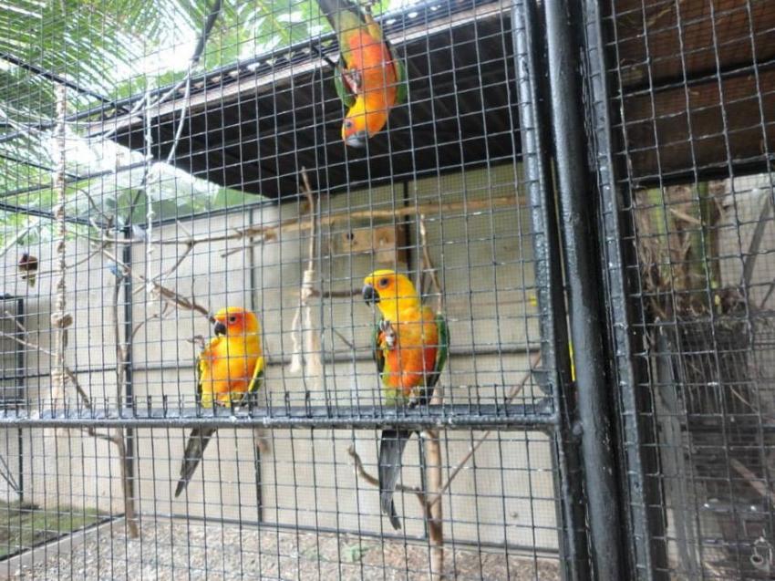 Jendayas, Parrot Resort Moalboal, Philippinen