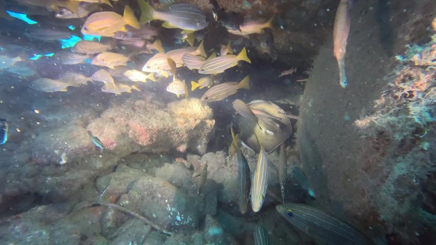 Rochen im Wrack, Zeus Dive Center, Playa del Ingles, Gran Canaria, Spanien, Kanaren (Kanarische Inseln)