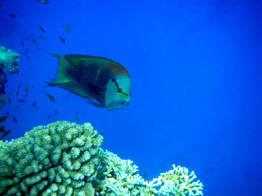 Brayka Bay, Brayka Bay,Ägypten