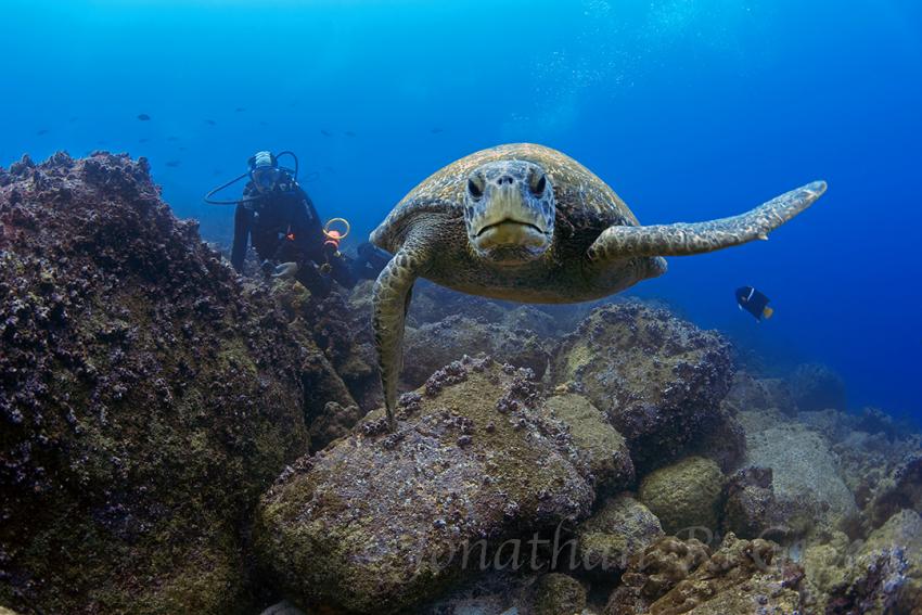 Meeresschildkröte, Meeresschildkröte, Schildkröte, Roca Blanca, Isla Isabela, Ecuador, Galapagos