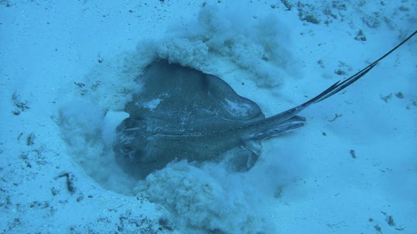 Cozumel Dive School, Mexiko