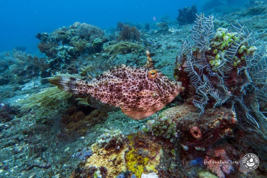 No Fear Diving, Amed, Indonesien, Bali