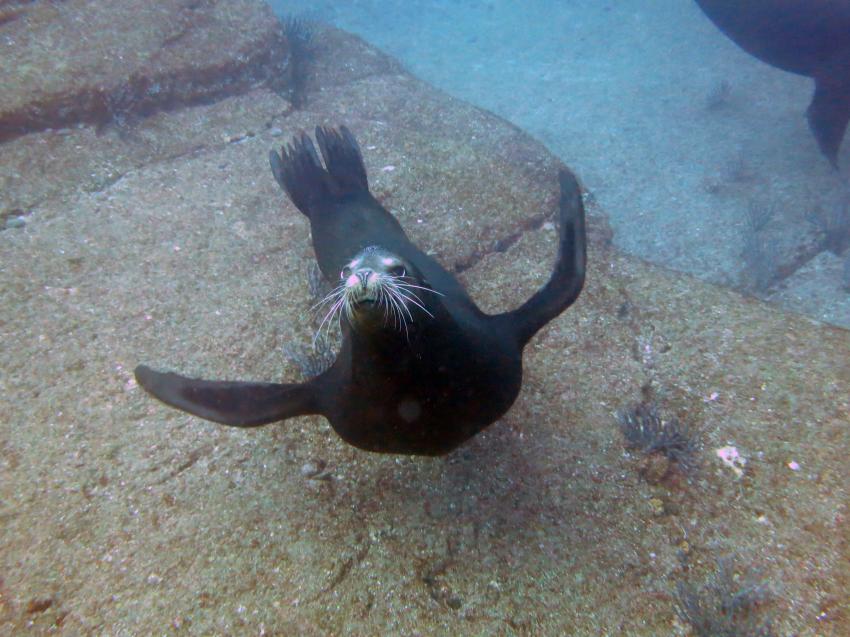 Dolphin Dive Baja, Mexiko