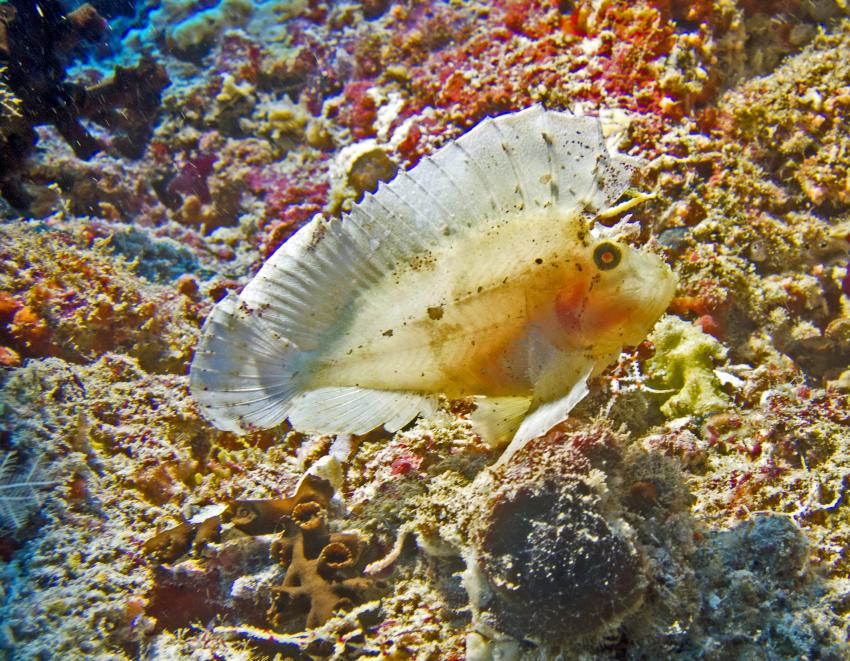 Leaf fish, Reethi Beach, Sea-Explorer, Malediven