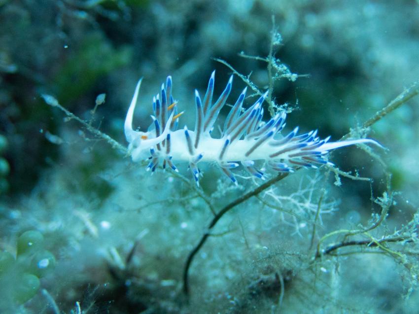 Pollo Diving Asd, Italien, Sardinien