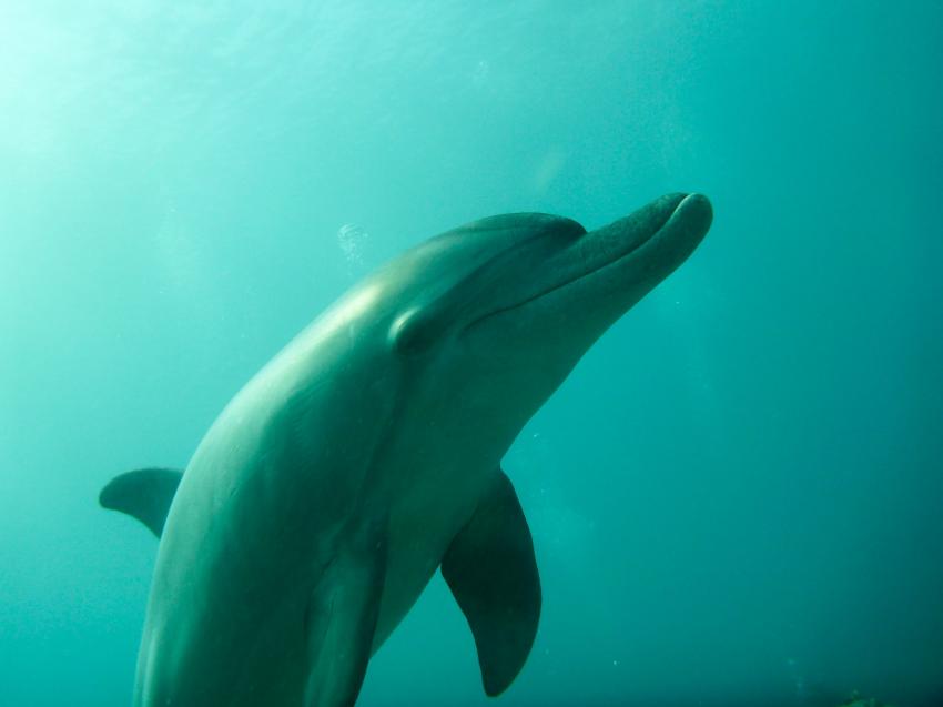 Delfin in unserer Bucht von morgen 6 bis abends 18 Uhr, Extra Divers Brayka Bay / Marsa Alam, Ägypten, Marsa Alam und südlich
