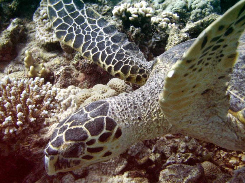 Safaga - Coral Garden