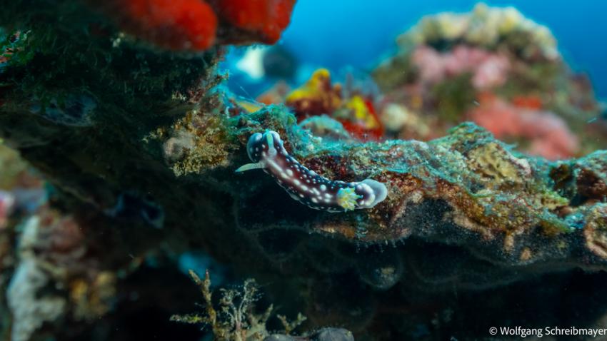 Prachtschnecke (Goniobranchus geometricus)