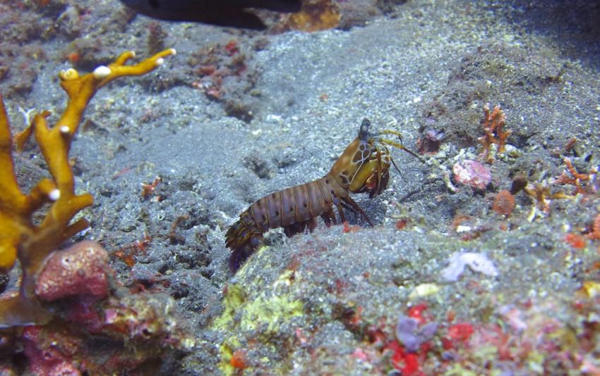 Mantis Shrimp, Mantis Shrimp, Kubu Indah Dive & Spa Resort, Kubu, Indonesien, Bali