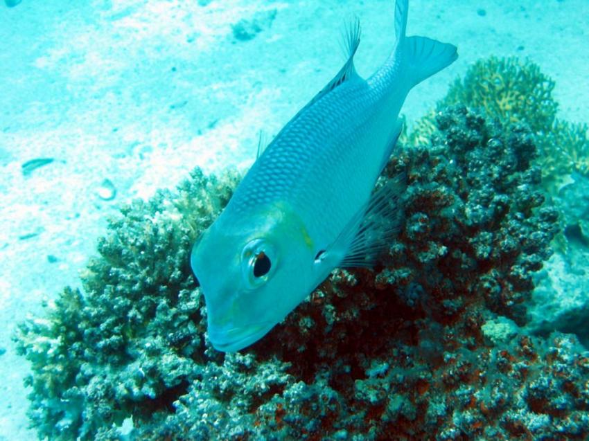 Marsa Alam, Marsa Alam - allgemein,Ägypten