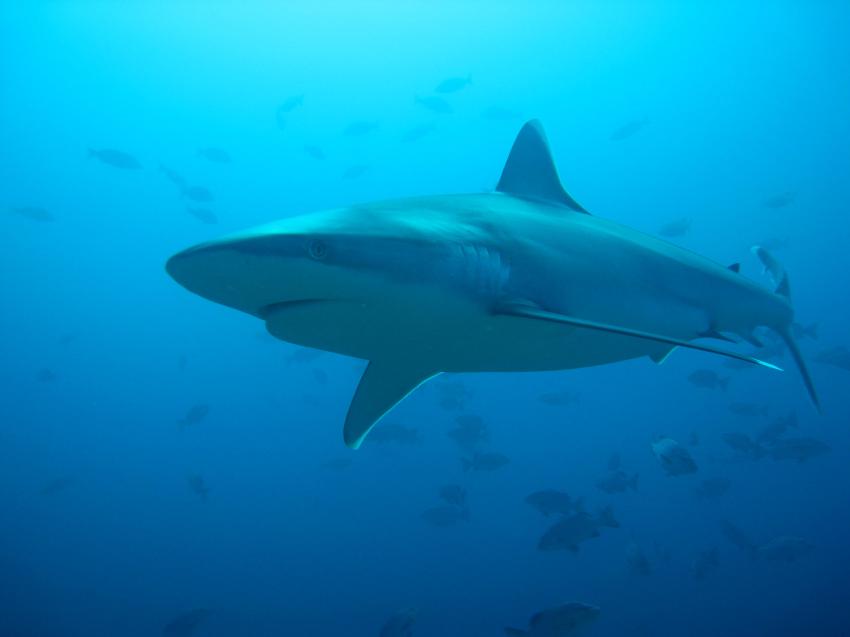 The Bistro - Full of Sharks, Beqa Lagoon,Fidschi,Hai,Weißspitzenriffhai