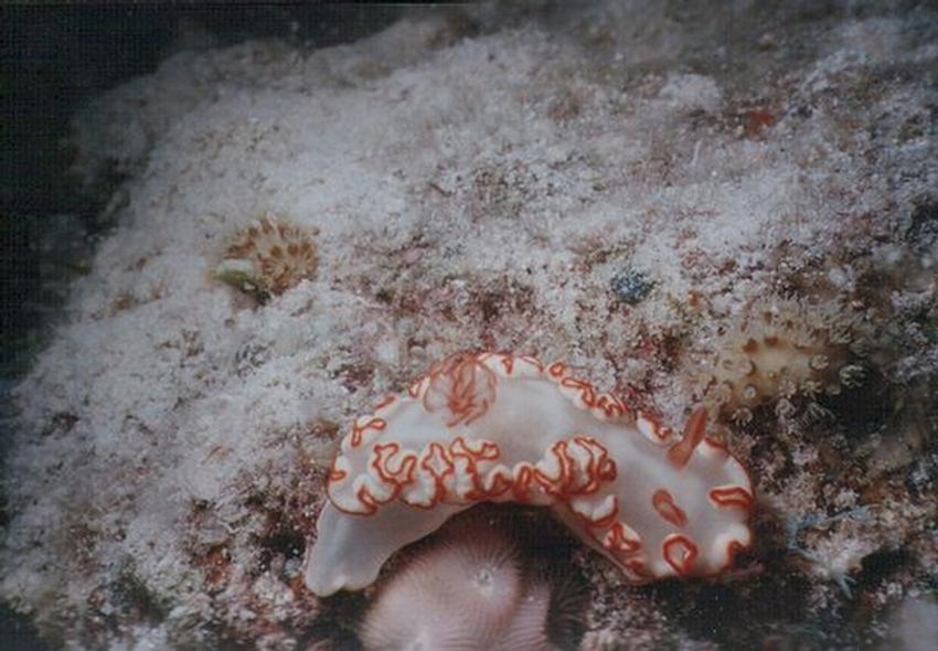 Safaga, Safaga - allgemein,Ägypten