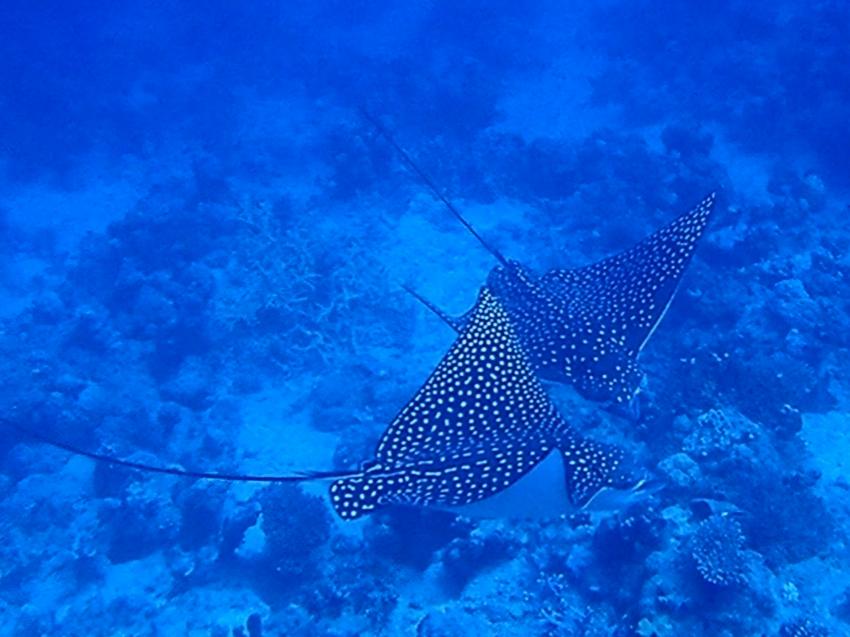 Atlantik Diving Center, Ägypten, El Quseir bis Port Ghalib