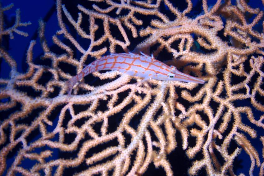 Big Blue Mashraba, Dahab, Ägypten, Sinai-Nord ab Dahab