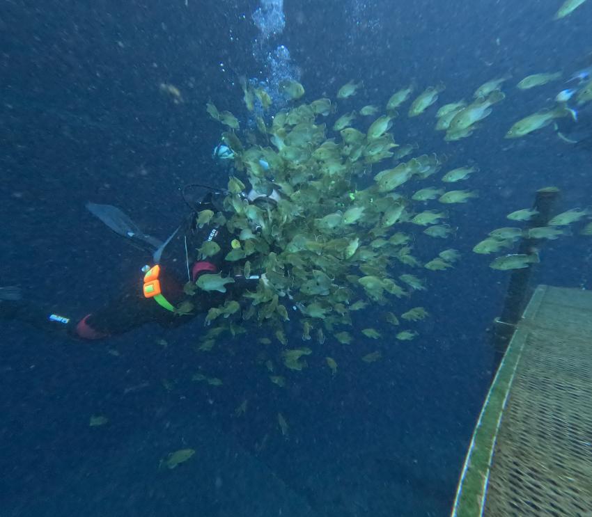 American Prodiving Center, Crystal River, USA, Florida