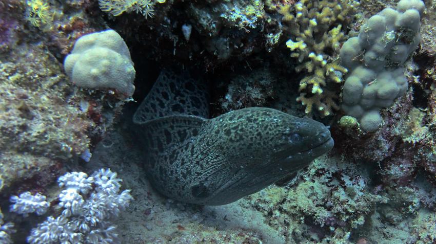 Riesenmuräne, Extra Divers - Three Corners Fayrouz Plaza, Marsa Alam, Ägypten, Marsa Alam und südlich