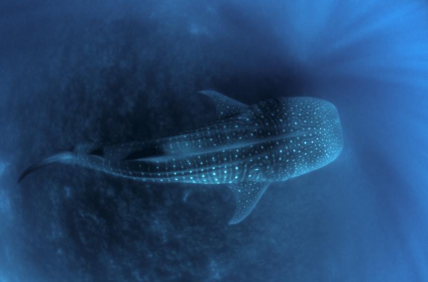 Walhai schwimmt beim Sicherheitsstop unter den Tauchern entlang, Galapagos, Tauchen, Tauchsafari, Walhai, Darwin Arch, Galapagos Shark Diving, Ecuador
