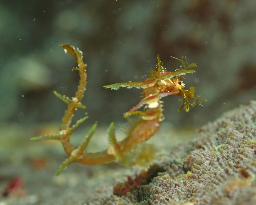 Salibay Resort, Halmahera, Molukken, Indonesien, Allgemein