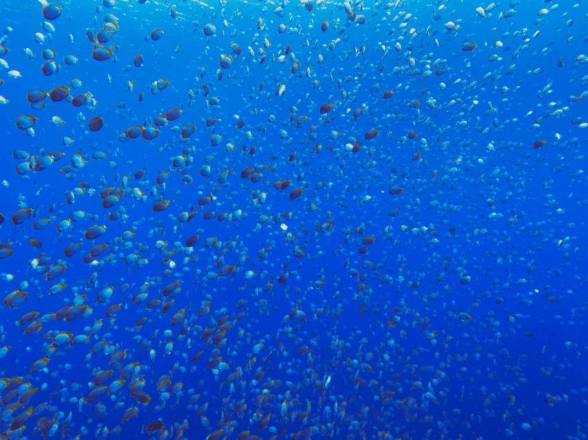 Fischschwarm , Sub-Tropic Adventures, Jamestown - St.Helena, St. Helena, Ascension und Tristan da Cunha