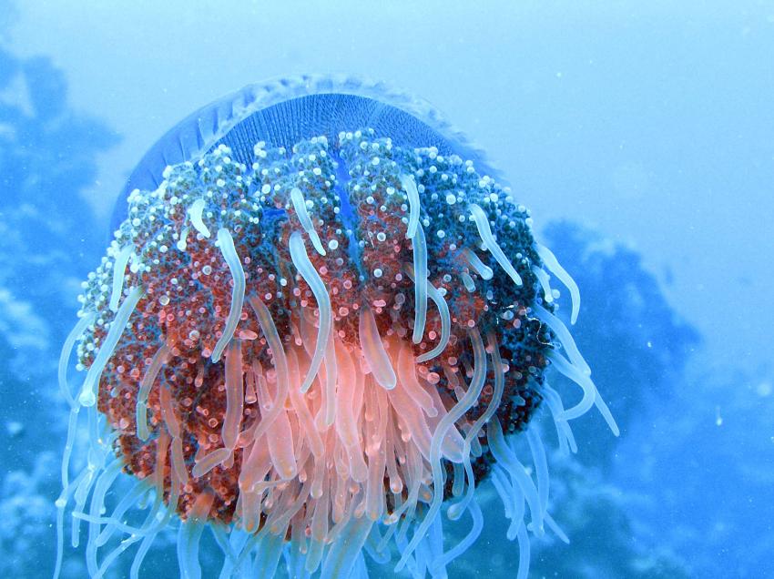 Brayka Bay, Brayka Bay,Ägypten