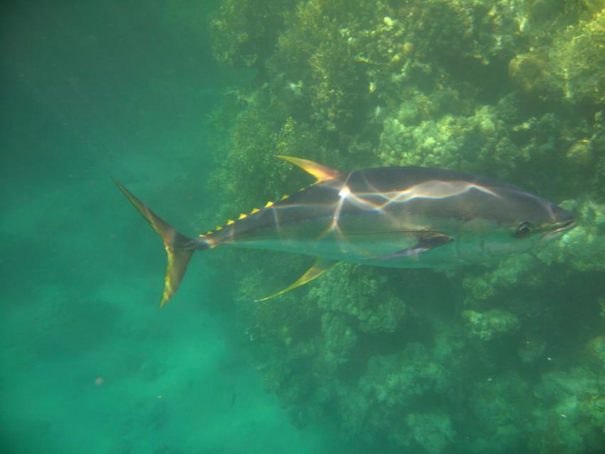 großer Thunfisch am Hausriff