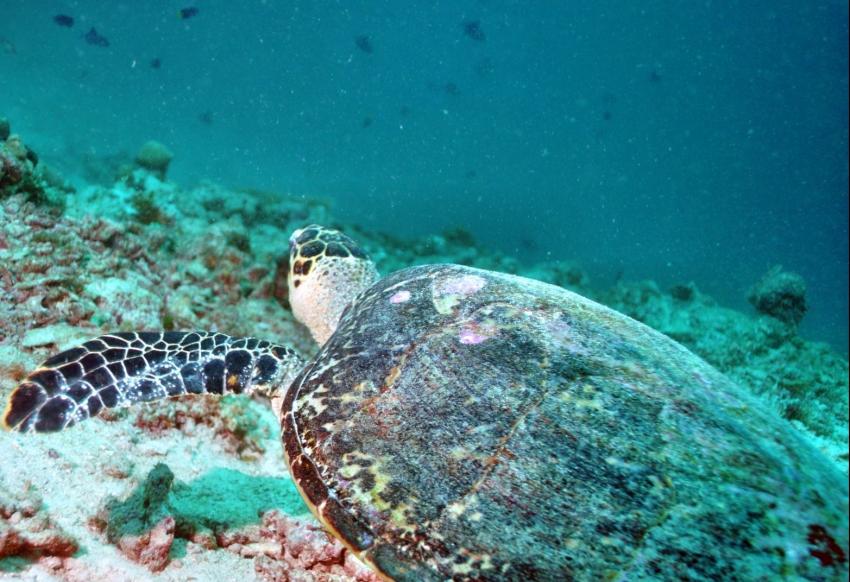 Nika Island Dive Dreams, Ari Atoll,Malediven