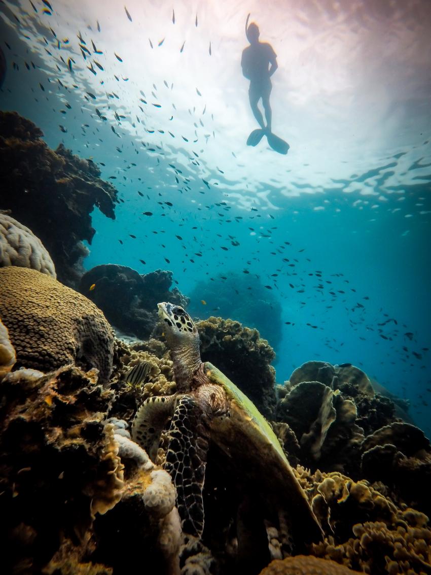 Calypso Diving, Koh Samui, Thailand, Golf von Thailand