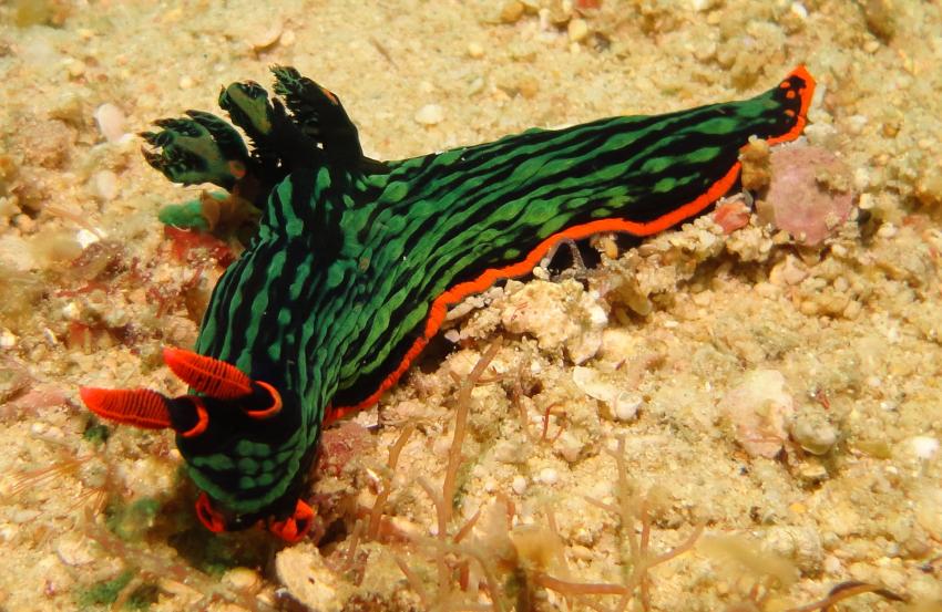 Bei den Cocktail Divers im Garden of Eden, Mindoro,Philippinen