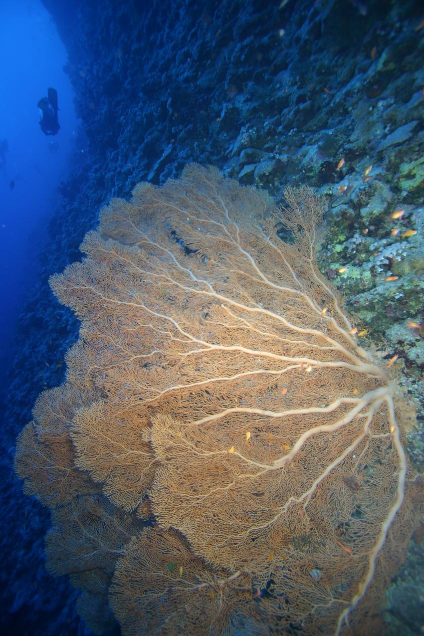 Elphinstone Reef - Fotos von 2 Tauchgängen