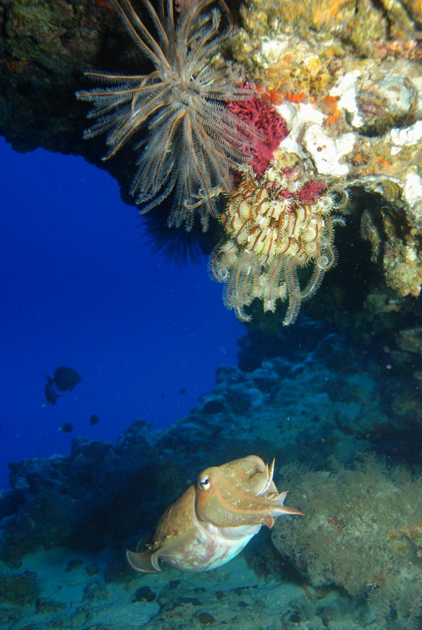 Yap (Unterwasser), Yap allgemein,Yap,Mikronesien