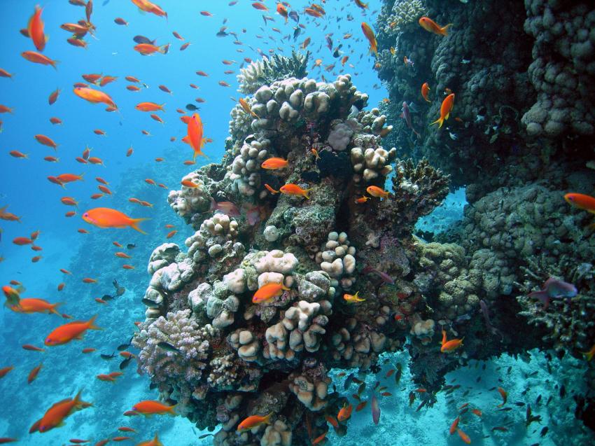 Safaga 01/2011 Teil 5, Safaga - allgemein,Ägypten