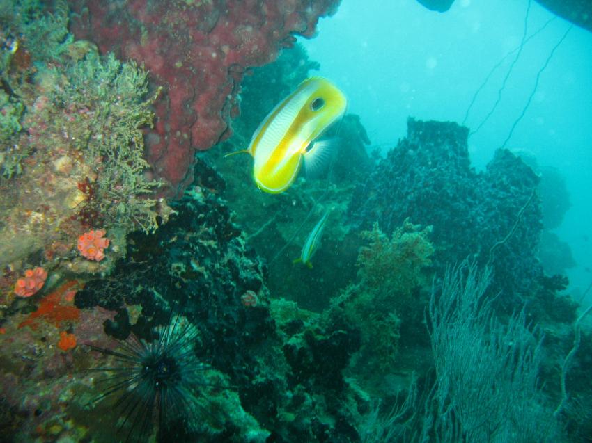 Pattaya - Shark Fin, Pattaya / Inseln,Thailand