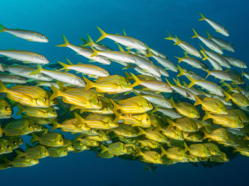 Fischschwarm, Fischschwarm, Manta Scuba Diving, Baja California South, Mexiko