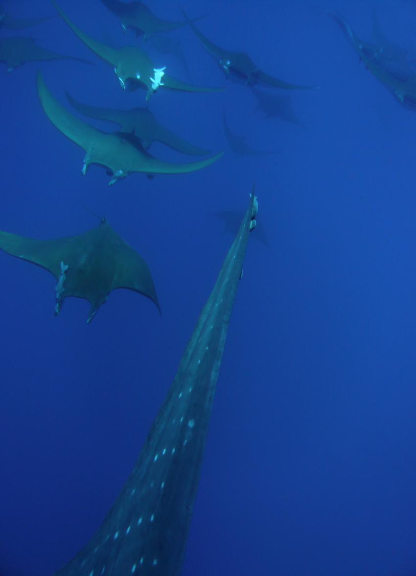 Wahoo-Diving, Santa Maria, Azoren