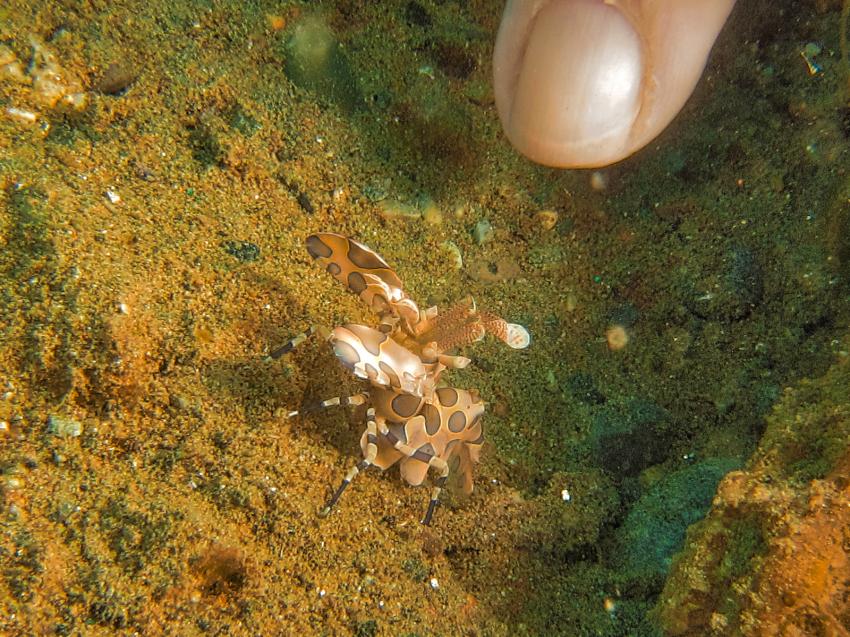 Laha Divepacker, Indonesien, Allgemein