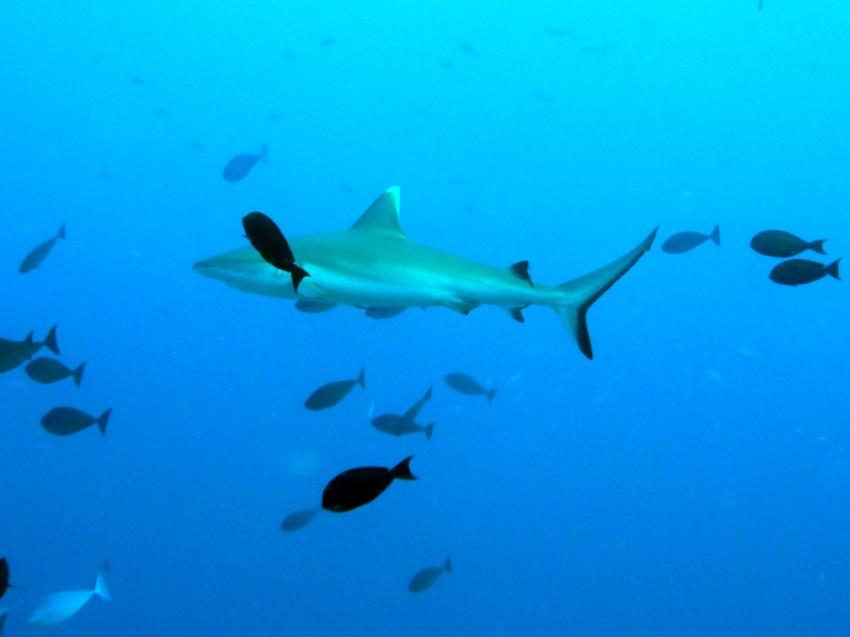 Muss man nicht erklären, Aeolus Diving, Fihalhohi, Malediven