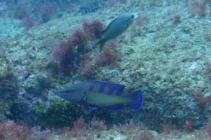 Kapverden, Cabo Verde, Haliotis Dive Center, Mindelo, Kap Verde