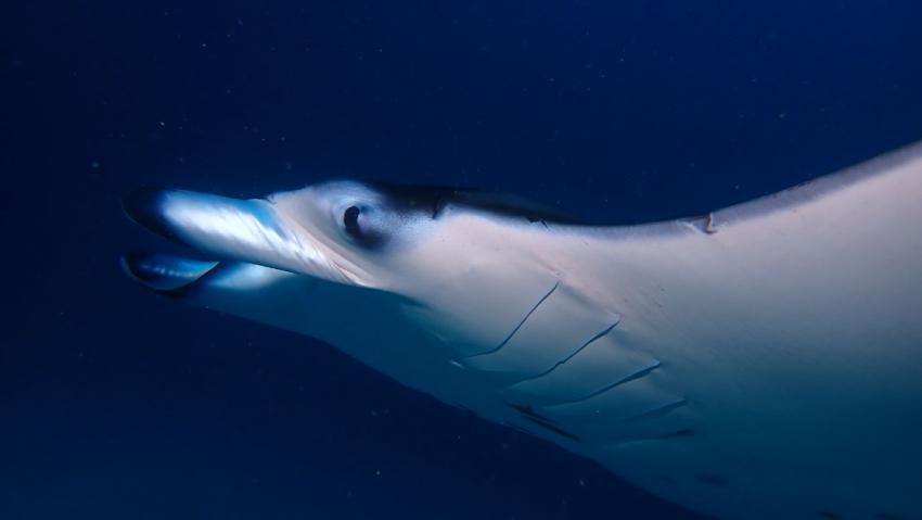 DivePoint Guraidhoo, Malediven