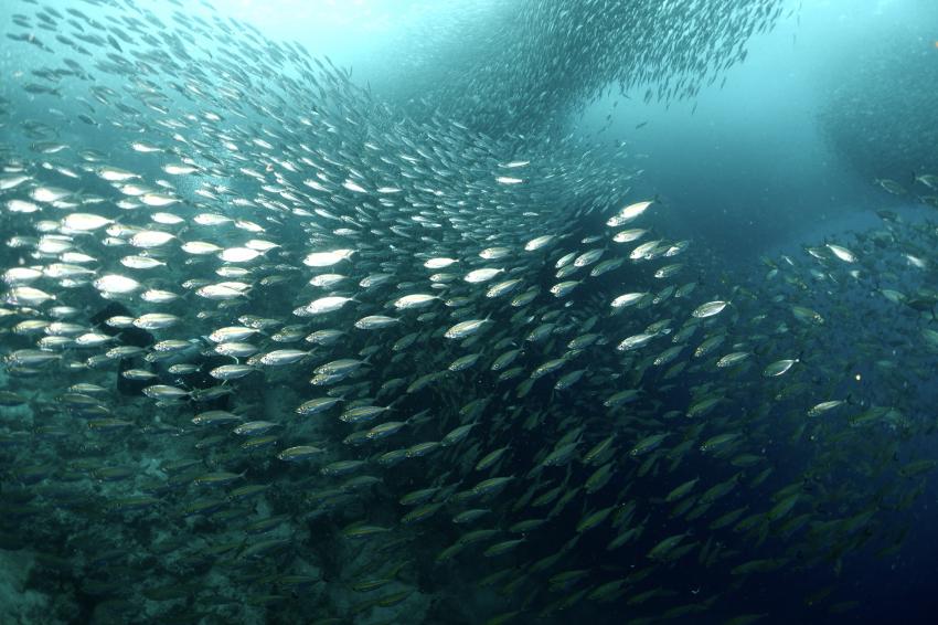 Savedra, Panagsama Moalboal, Cebu, Philippinen