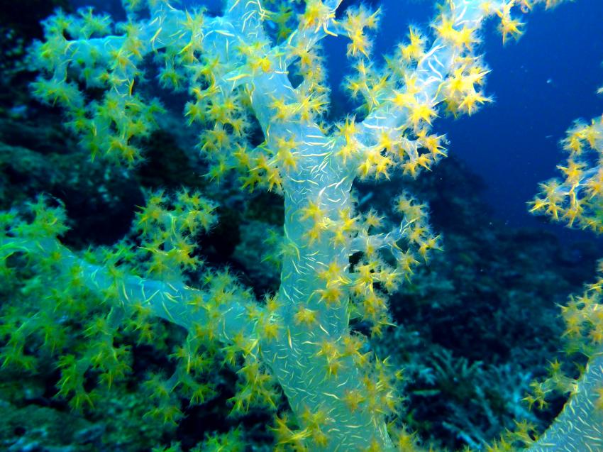 Schöne Unterwasserwelt, Sipalay,Philippinen