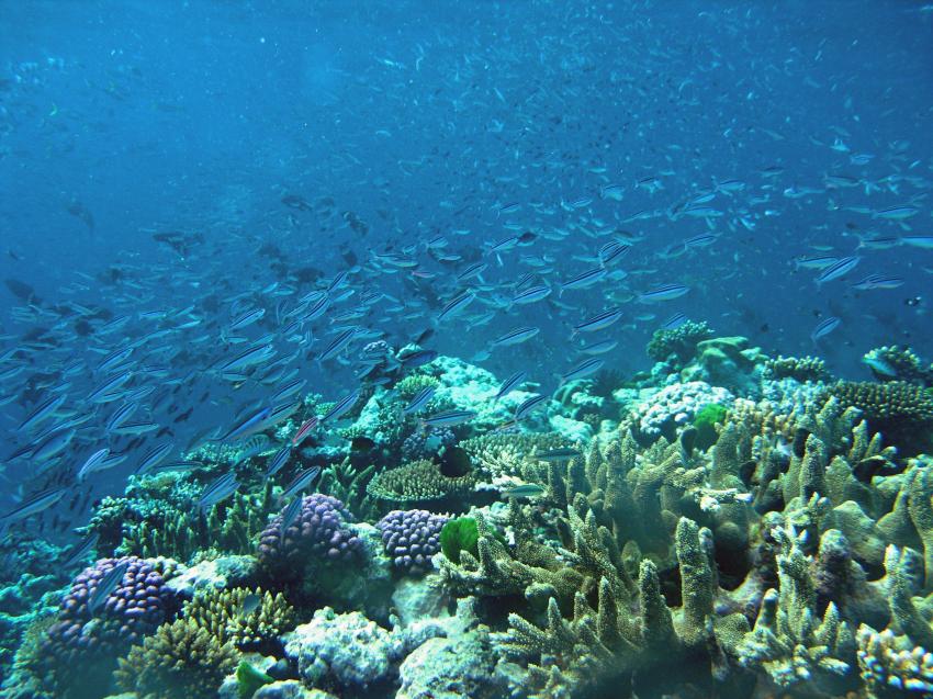 Cairns Outer Reef, Cairns Outer Reef,Australien