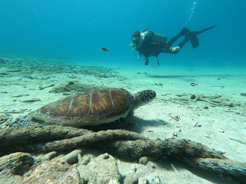 Curacao Divers (Sun Reef Village), Sint Michiel, Niederländische Antillen, Curaçao
