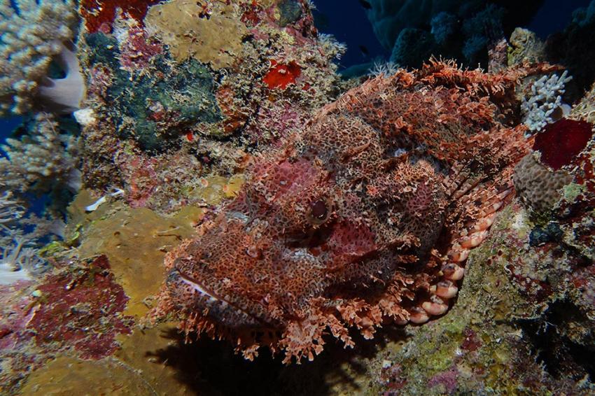Ducks Diving Quesier at Rohanou Beach Resort, Ägypten, El Quseir bis Port Ghalib