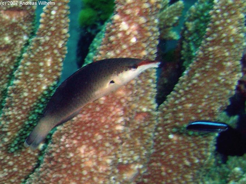 Koh Tachai, Koh Tachai,Thailand